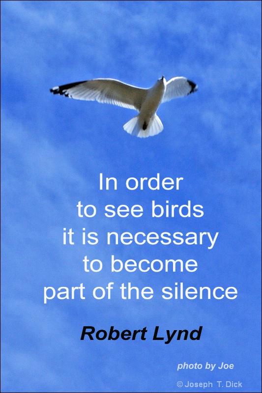 Seagull Meditations #3