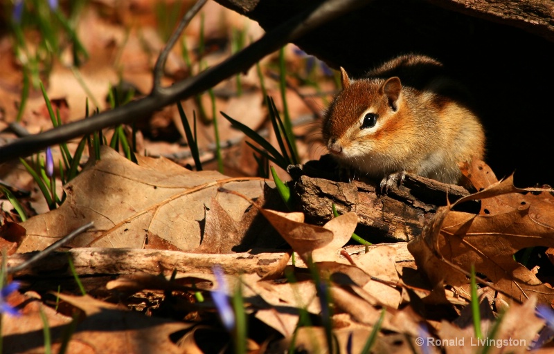 Woodland Friend