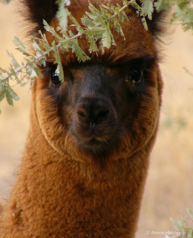 Bundi's face