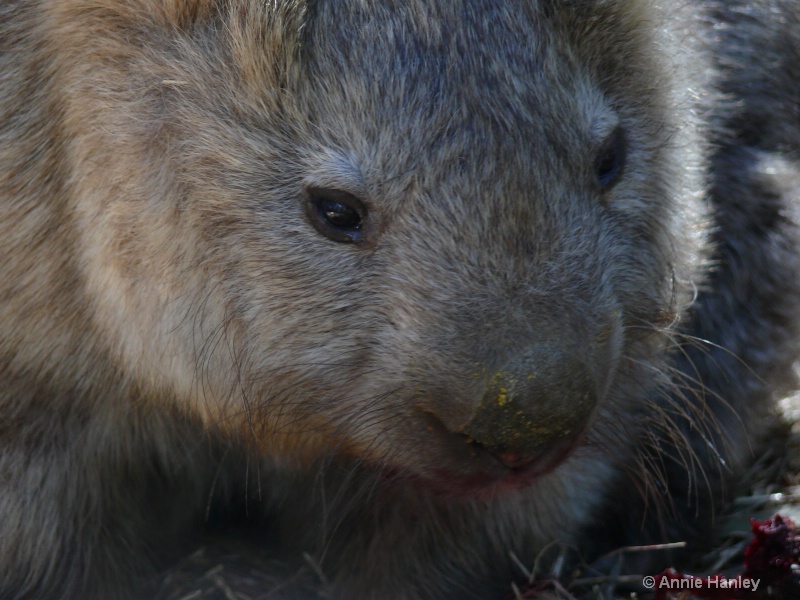 Wombat's face
