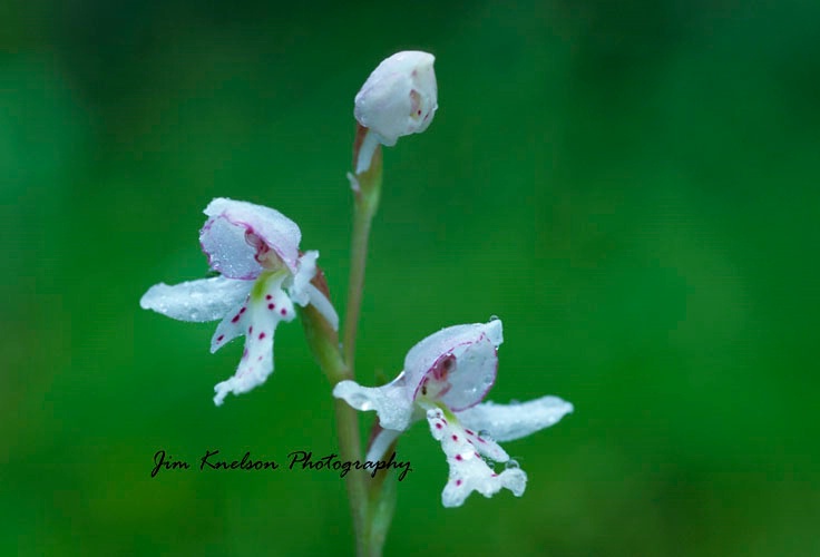 Round Leaved Orchid