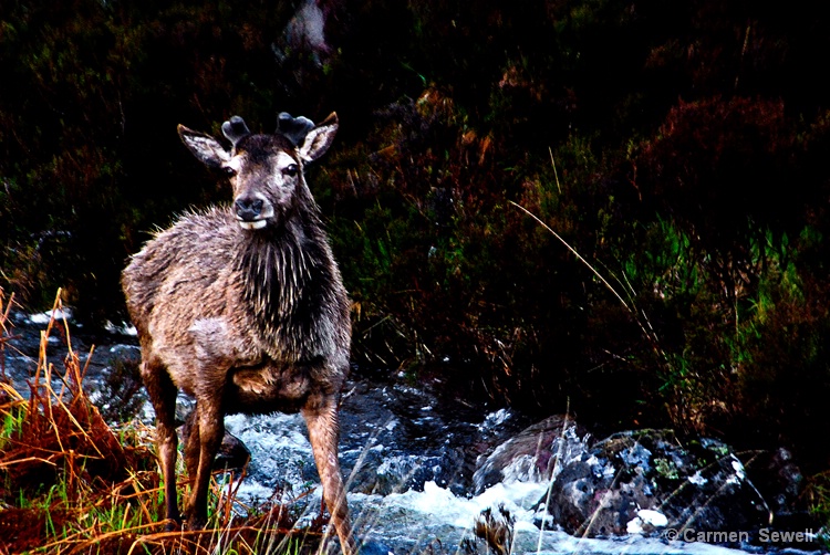 Young Red Deer