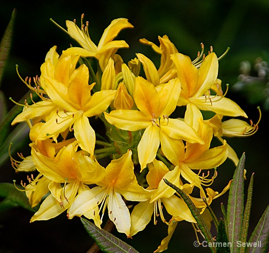 Yellow Rhododendron