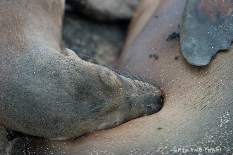 Galapagos Sea Lion nursing