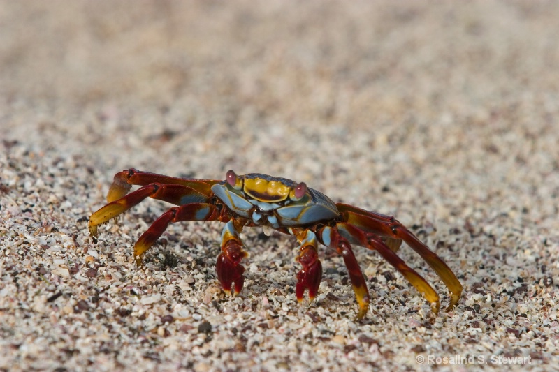 Sally Lightfoot Crab