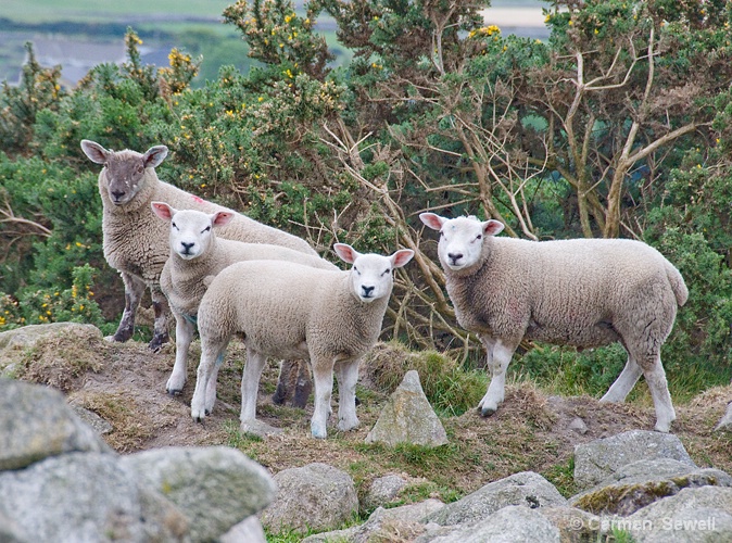 Curious Sheep