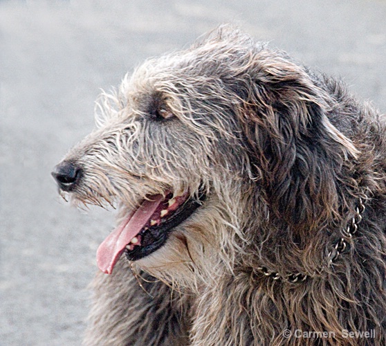 Irish Wolfhound