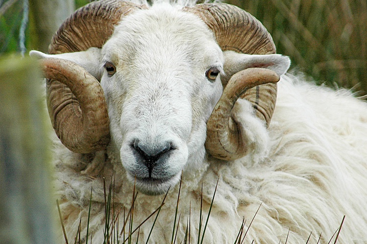 Ram