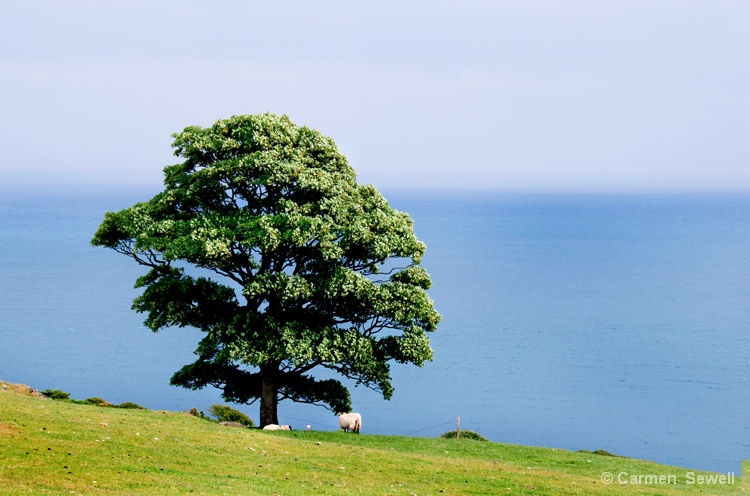 Tree on Tor Head