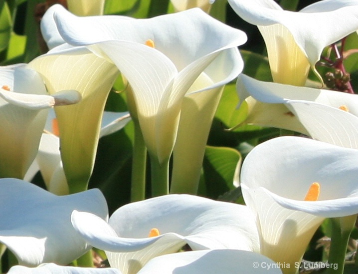 Genus Zantedeschia