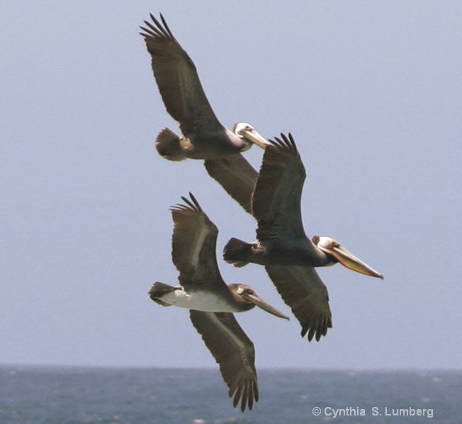 Three Pelicans