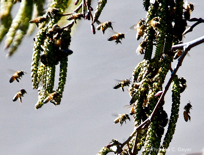 Flight of the Pollinators