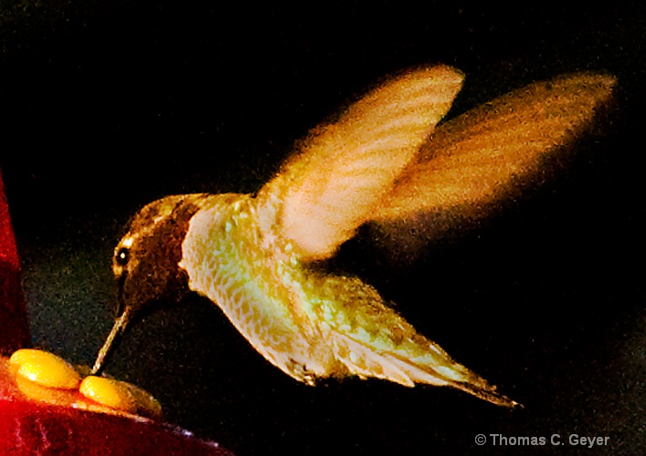hummingbird