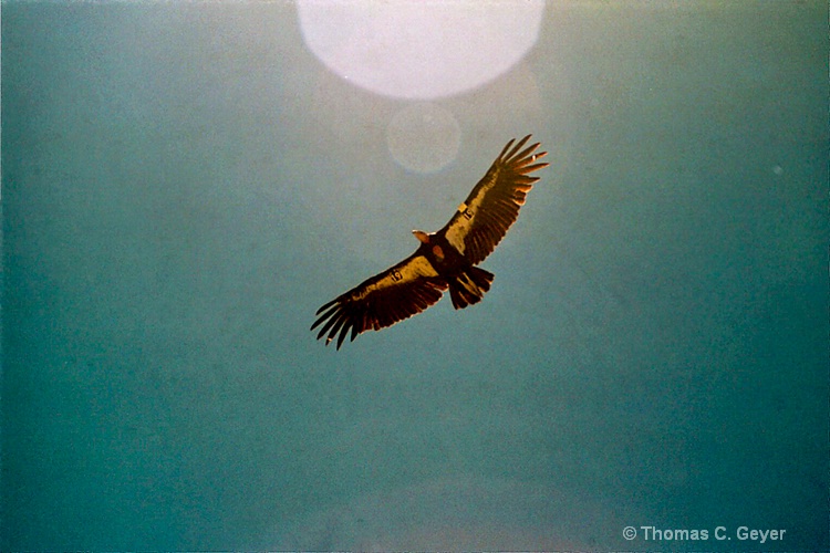 Condor