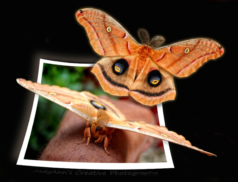 Mothra!