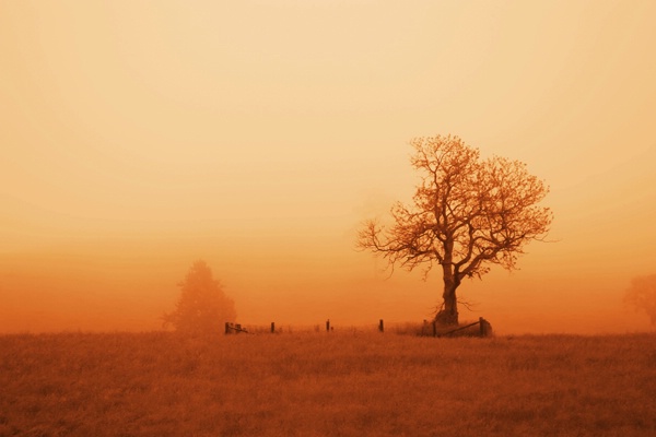 Foggy Morning - Sepia