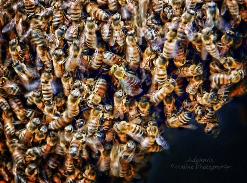 A Bee of a Different Color
