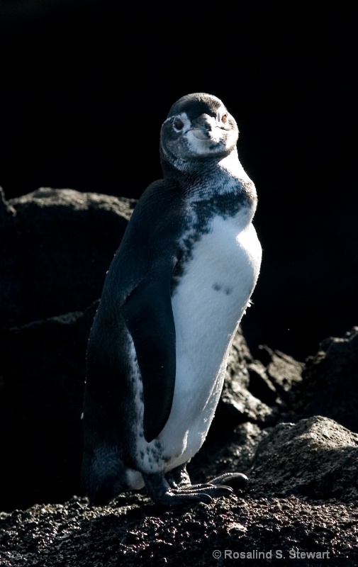 Galapagos Penguin