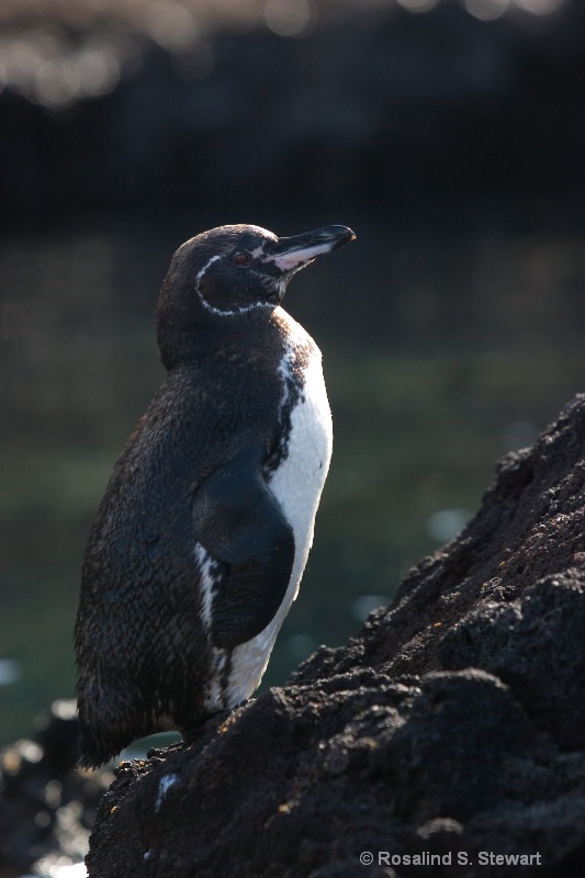 Galapagos Penguin