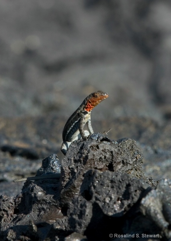 Lava Lizard