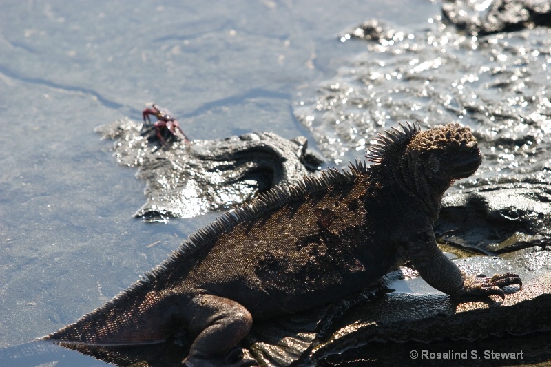 Marine Iguana