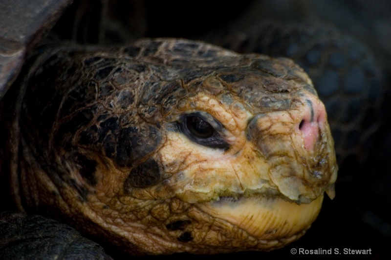 Galapagos Tortoise