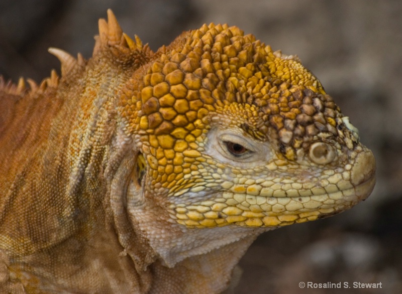 Land Iguana