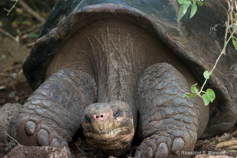 Galapagos Tortoise