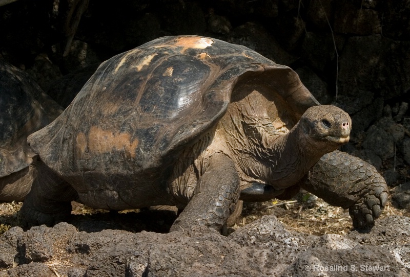 Galapagos Tortoise