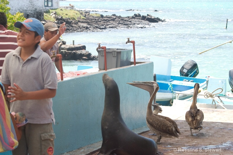 Fish Counter Queue