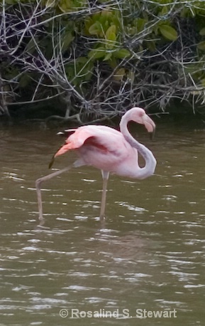 Flamingo