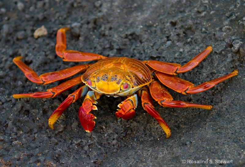 Sally Lightfoot Crab