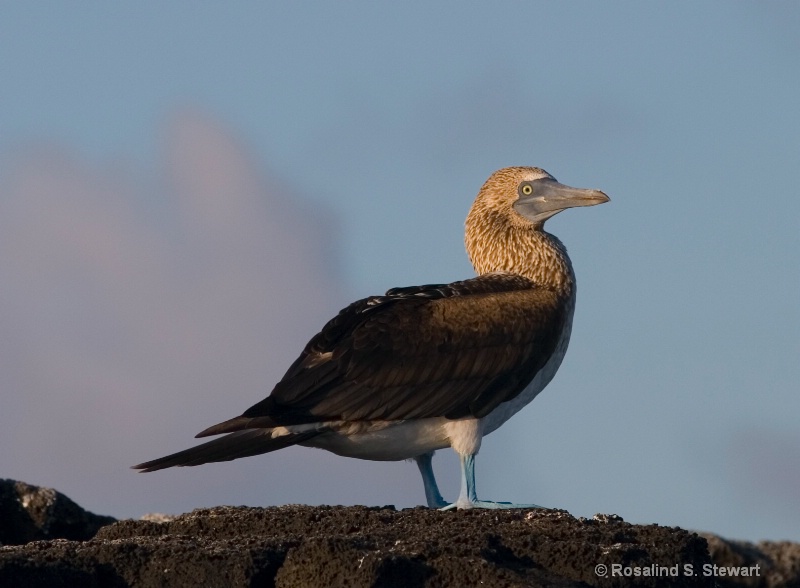 Blue Footed Booby