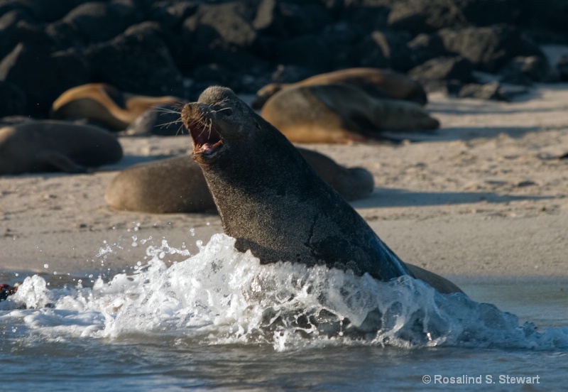 Beachmaster