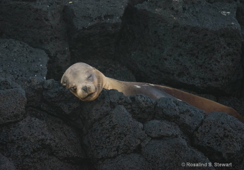 Galapagos Sea Lion