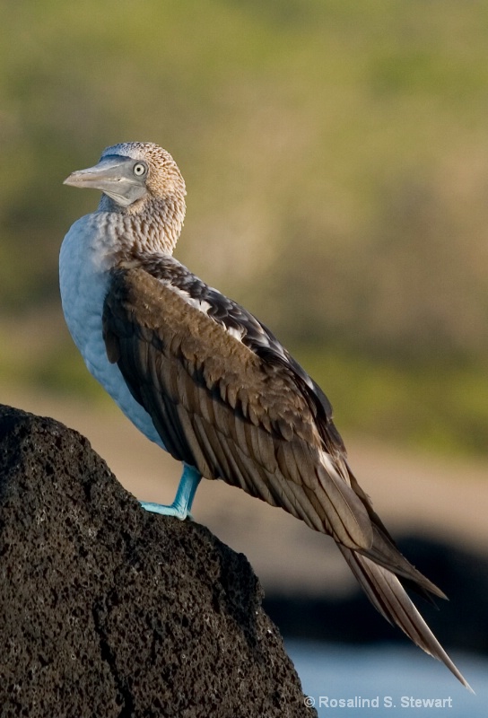 Blue Footed Booby
