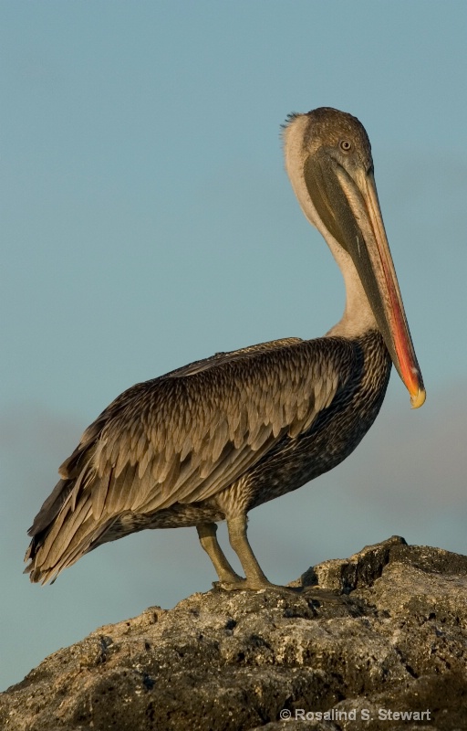 Brown Pelican