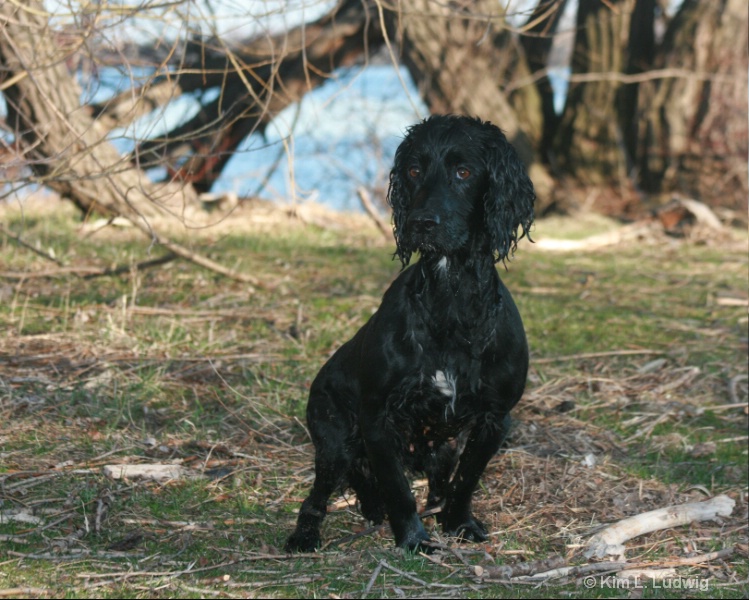 River Spaniel