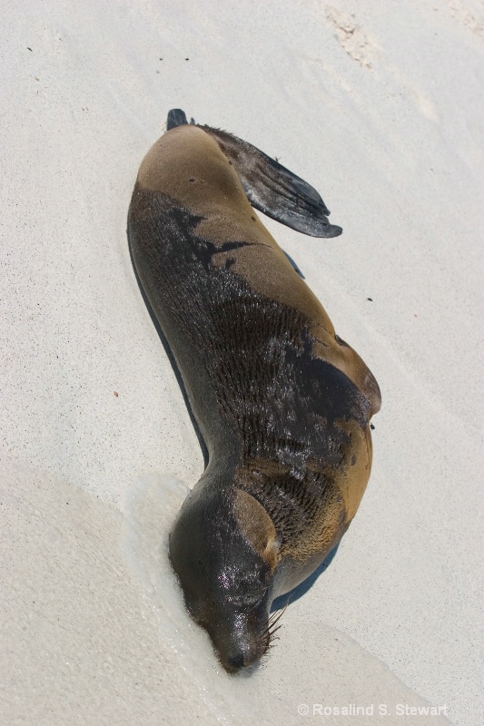Galapagos Sea Lions
