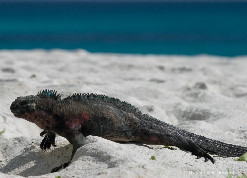 Marine Iguana