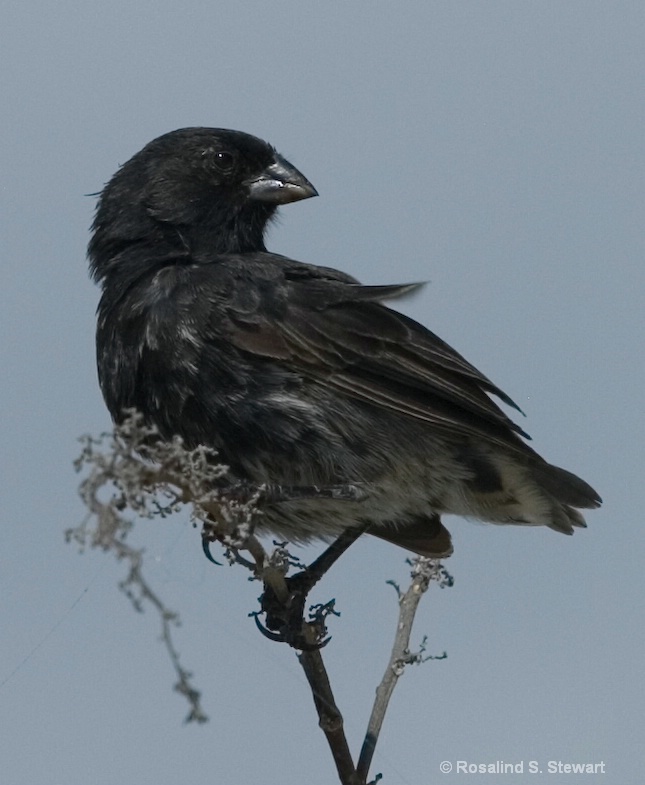 Darwin Finch