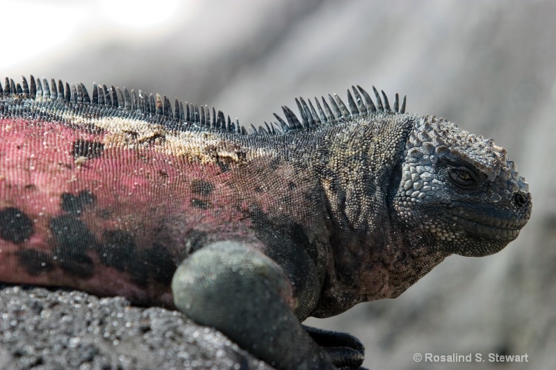 Marine Iguana