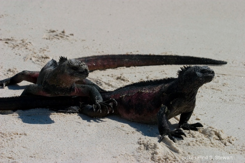 Marine Iguana
