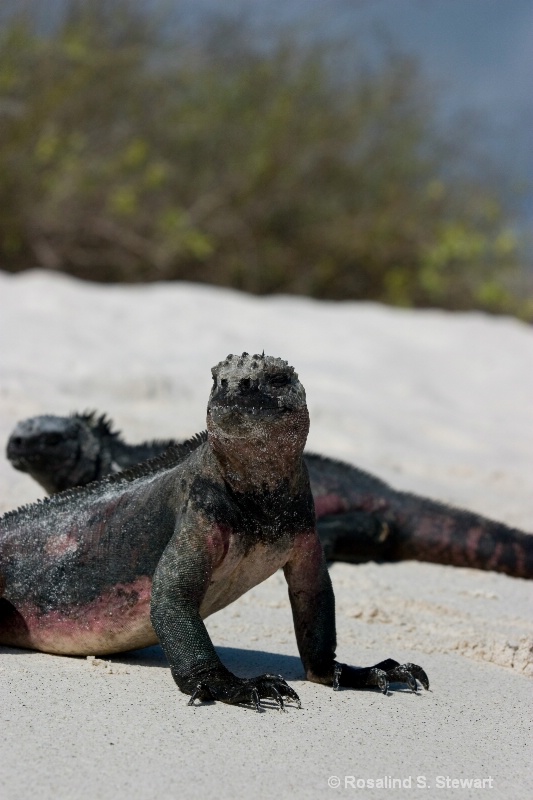 Marine Iguana