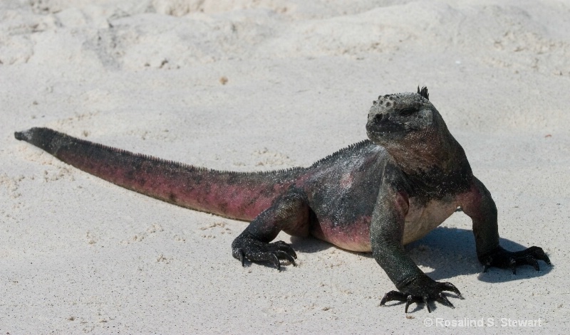 Marine Iguana