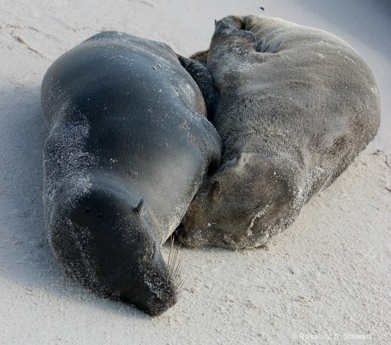Galapagos Sea Lions