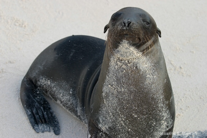Galapagos Sea Lions