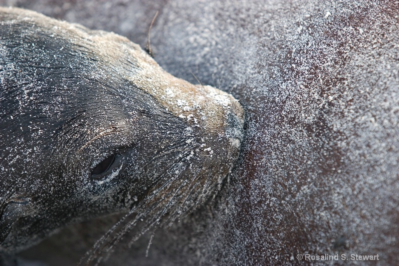 Galapagos Sea Lions