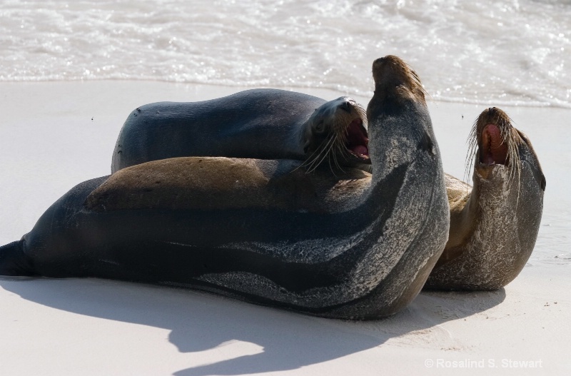 Galapagos Sea Lions