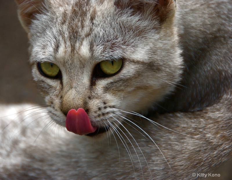 Cat with Forked Tongue - Heta Hot Springs